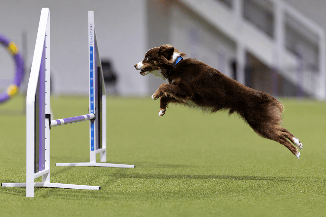 Dog jumping over a bar at an agility event