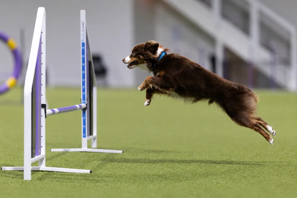 Dog jumping a bar at an agility trial